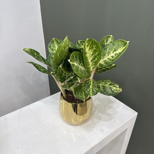 Аглаонема «Голден Мадонна» (Aglaonema Golden Madonna )