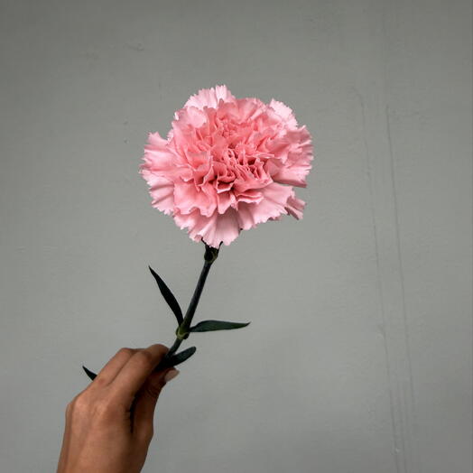 Диантус розовый