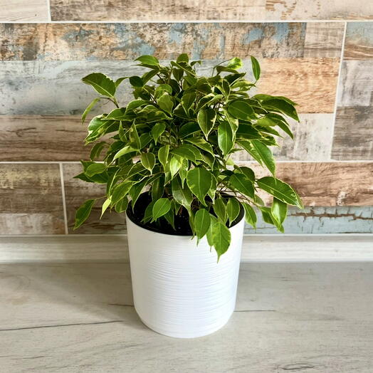 Фикус Бенджамина Кинки (Ficus Benjamina Kinky) в кашпо с автополивом 🌿