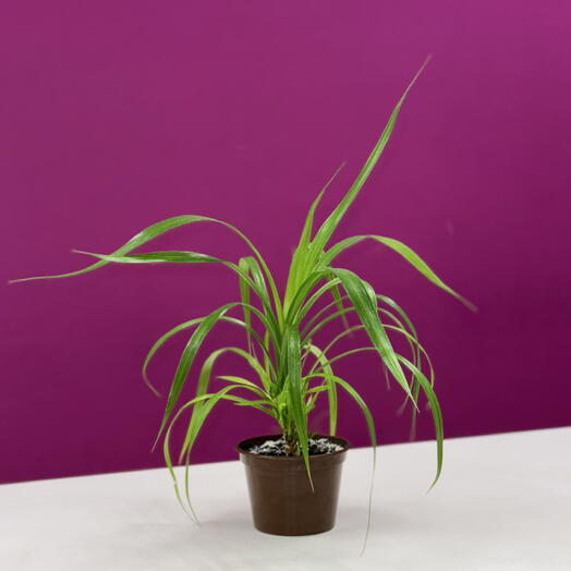 Хлорофитум хохлатый (Chlorophytum comosum)
