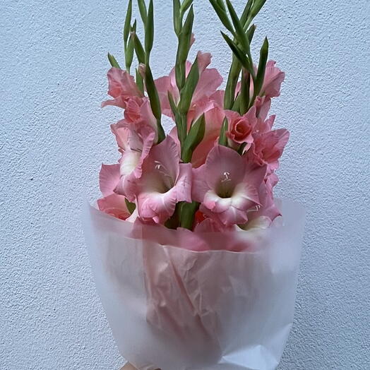 Peach gladiolus