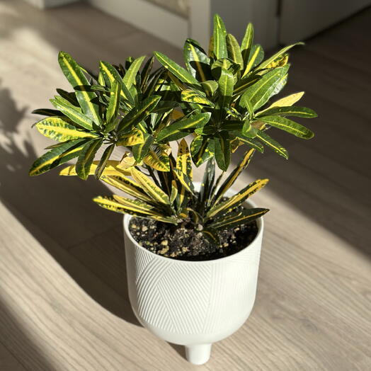 Кротон (Кодиеум) в кашпо🌿