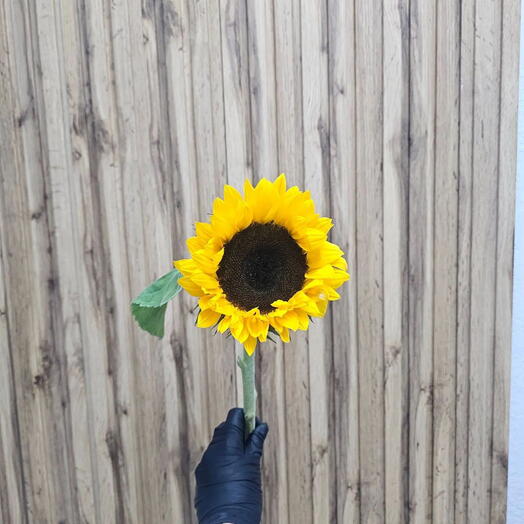 Подсолнух 🌻