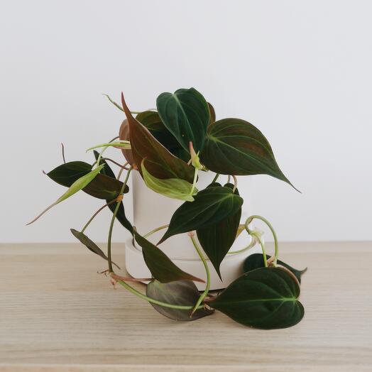 Philodendron Mycans