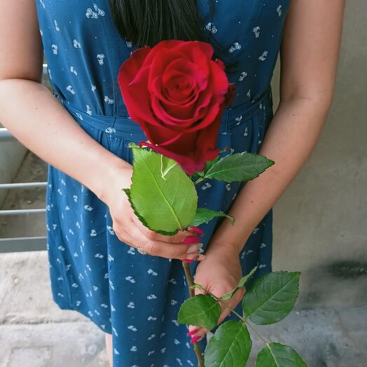 Rose Premium Explorer 80 cm
