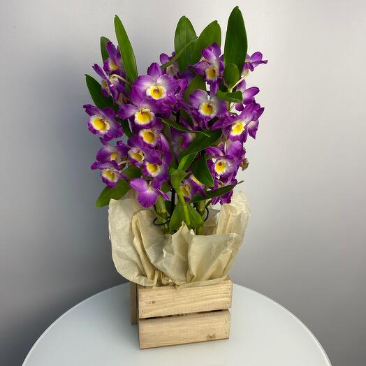 Орхидея Дендробиум в горшке, Live plants Moscow, buy at a price of 2850 ...