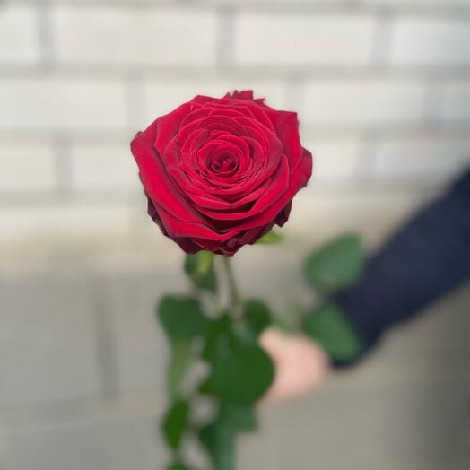 Rose red Naomi 70 cm
