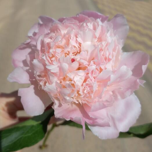 Pion