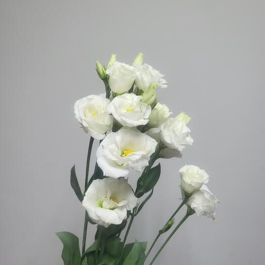 Eustoma