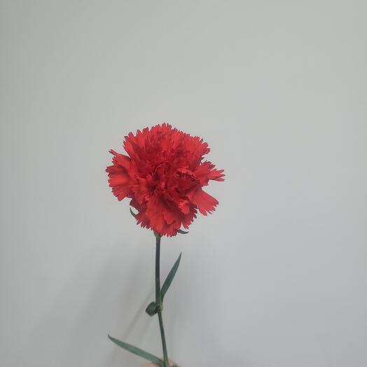 Red carnation