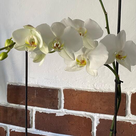 Orquídea (phalaenopsis