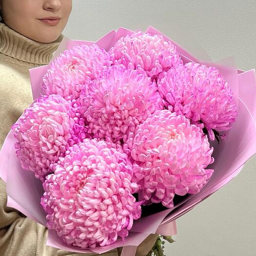 7 одноголовых розовых хризантем
