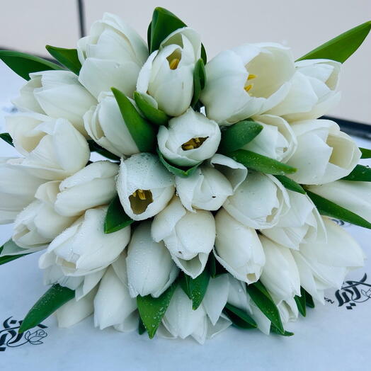 White tulip