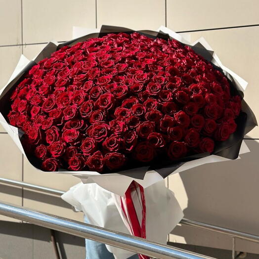 Роза красная 251 шт