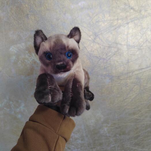 Кошка Симка