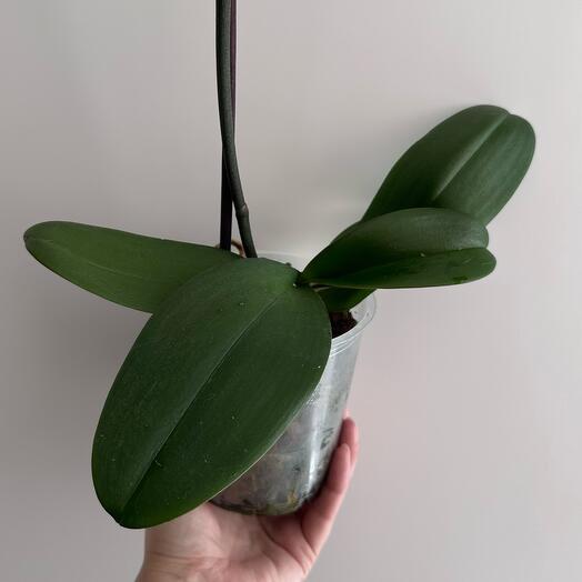 Фаленопсис Горизонт Phalaenopsis Horizon (отцвел)