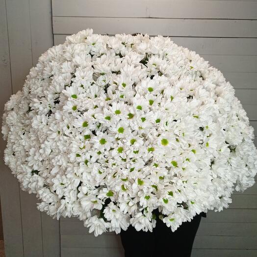 PREMIUM bouquet of 101 Daisy Bush