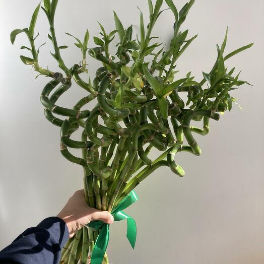 Драцена спиральная