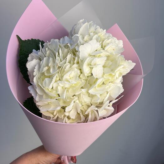 White Hydrangea