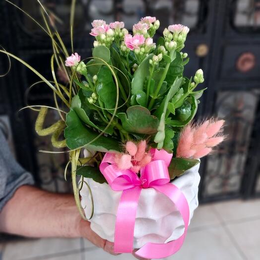 Pembe Kalanchoe