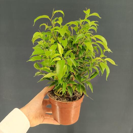 Ficus Benjamin Natasha