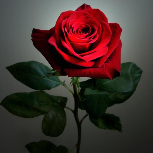 Роза красная Рэд Наоми