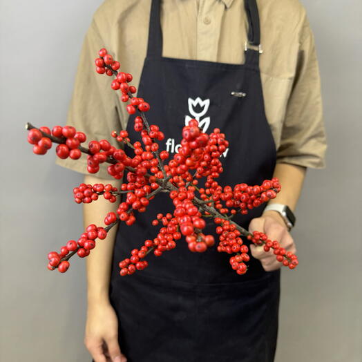 Илекс ветка