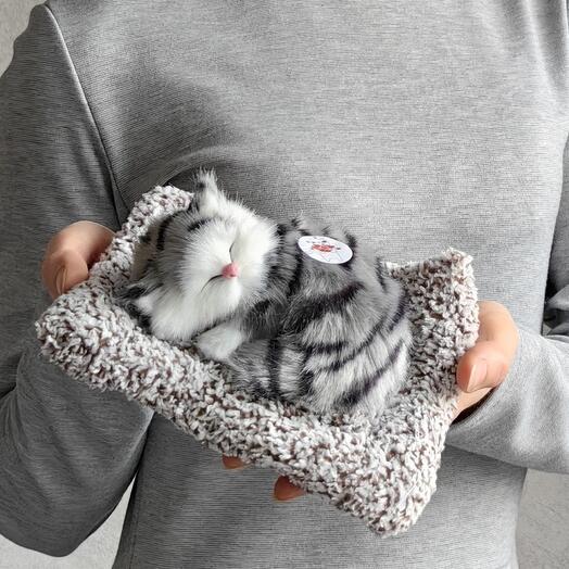 Мой котёнок