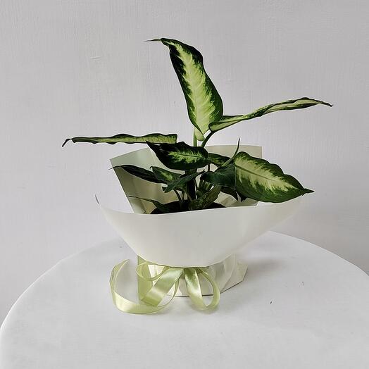 Комнатное растение Диффенбахия Каммала, высота 40 см, диаметр 12 см