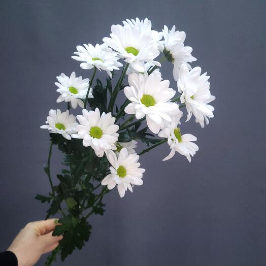 Chrysanthemum bush chamomile