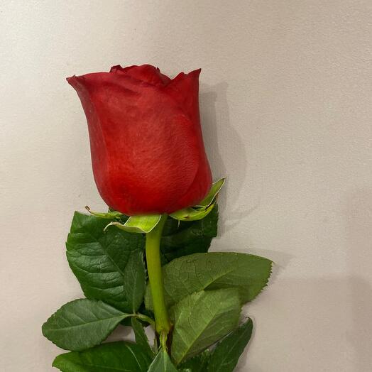 Эксплорер 70см