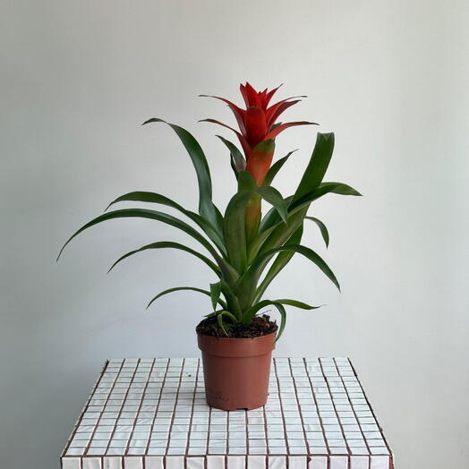 Гузмания13/50