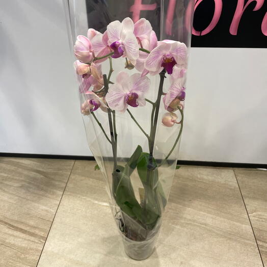 Orchidea phalaenopsis bianco-rosa 2 steli