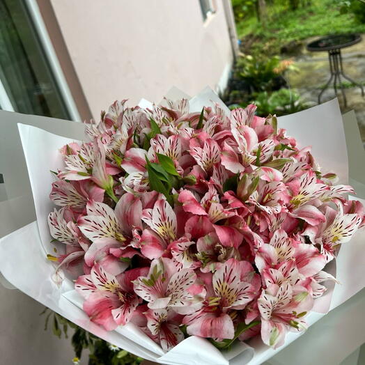 Alstromeria