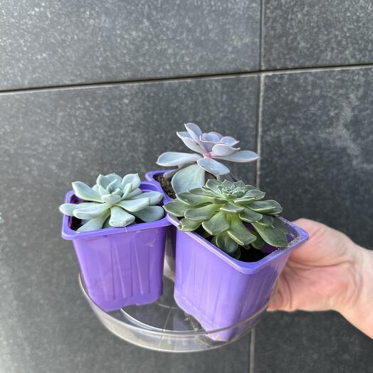 Суккуленты
