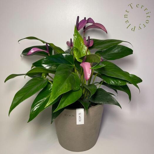 Антуриум Зизу в кашпо Ecopots