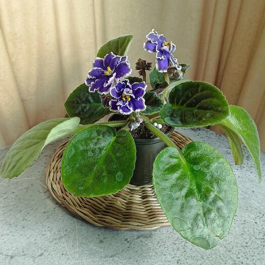 Фиалка (*96/1) сенполия цветущая