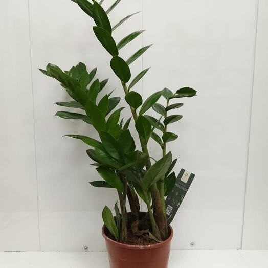 Замиокулькас