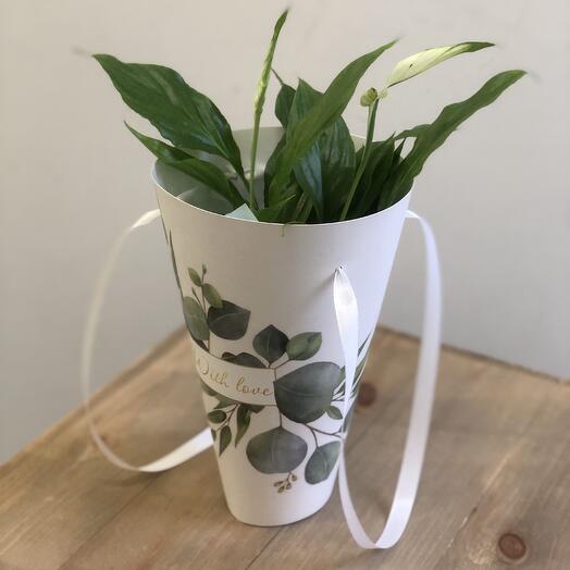 Спатифиллум женское счастье