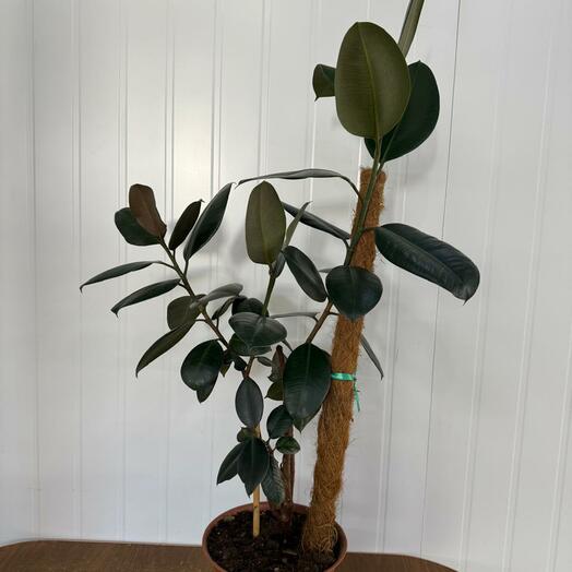 Фикус каучуконосный Эластика 110 см