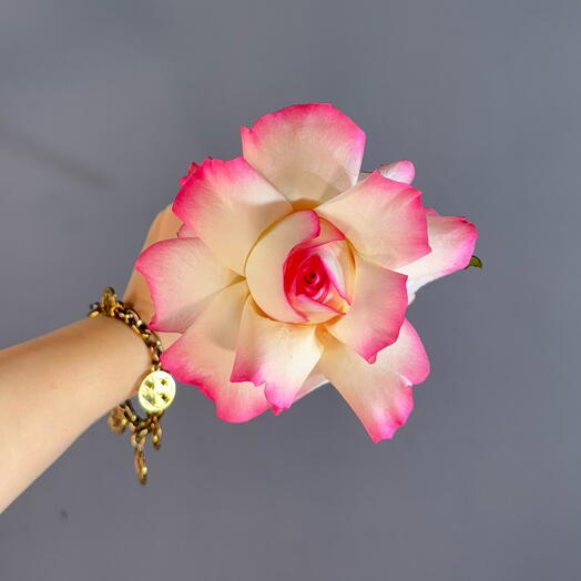 Французская Роза Джумилия