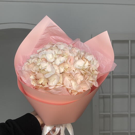 Розовая гортензия в упаковке