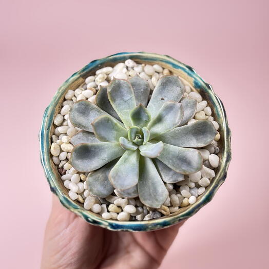 Суккулент голубой в кашпо ручной работы