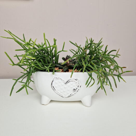 Суккуленты в белом кашпо