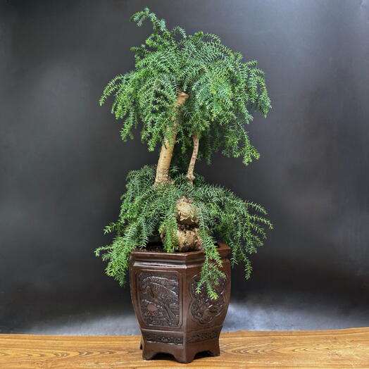 Бонсай Араукария хвойный, 65см, 24 года