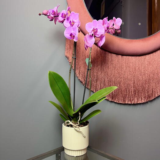 Орхидея Фаленопсис розовая малиновая в керамике, высота 75см