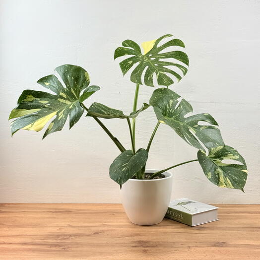 Монстера Вариегатная 50см