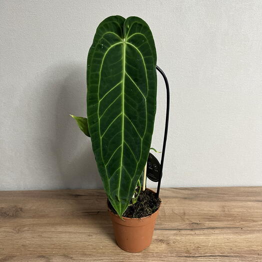 Антуриум Варока