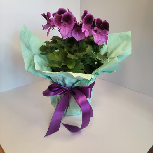 Пеларгония