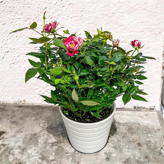 Роза в горшке цветущая